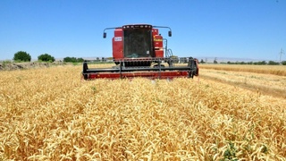 Davlatning ham, fermerning ham xirmoni donga toʻladi