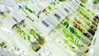 В Узбекистане разработаны бактериальные удобрения для сельского хозяйства