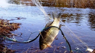 Baliqqa qo'yilgan tuzoqqa brokon`erlar tushdi