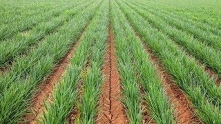 Республикамизда қишлоқ хўжалиги экинлари экилган майдон 3,3 млн. гектарни ташкил этган