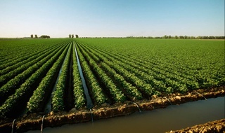 Тунда суғориш – ғўзани жазирамадан асрайди