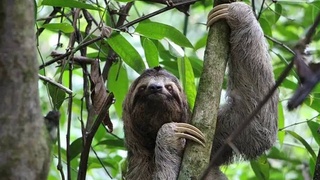 «Тропический» вирус Оропуш, передаваемый от ленивцев и птиц, достиг Европы