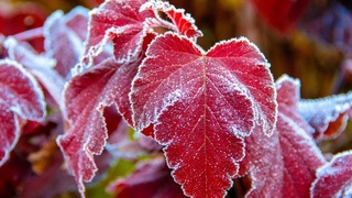 Ҳафталик об-ҳаво