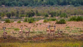 The development of the eco-tourist facility "Jeyran" has begun