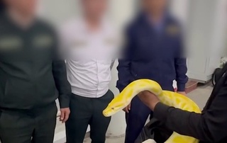 “Ғишткўприк” чегара божхона постида фуқаронинг сумкасидан 3 метрлик илон чиқди