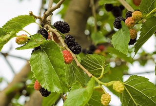 В Узбекистане некоторые земли можно брать в субаренду для посадки тутовых саженцев