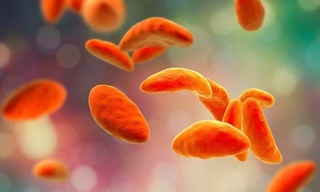 Обыр  ауруын  емдеудің тиімді жолы табылды