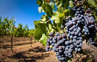 В Узбекистане будет внедрена система оценки производителей плодоовощной продукции