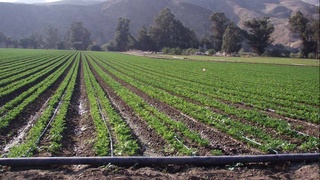 Капельное орошение:  в чем его преимущество?