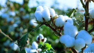 Ўзбекистонда пахта етиштириш ва қайта ишлаш кооперациялари ташкил этилади