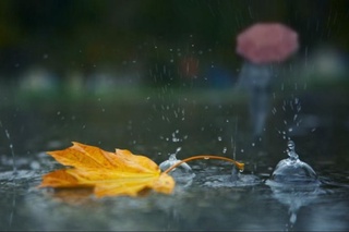 Ўзбекистонда ҳафтанинг биринчи ярмида ёғингарчилик бўлади