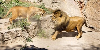 Hayvonot bogʻlarida xizmat koʻrsatishda nimalarga eʼtibor qaratish lozim?