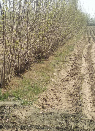 Fargʼonaliklar ipak qurti uchun zaxira yaratishda peshqadamlik qilmoqda