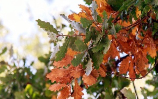 Ертең кей жерлерде жаңбыр жауады