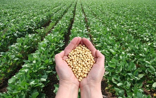 Бу йил Тошкент вилоятида соя ҳосили қандай бўлади?