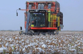 Хлопкоробы Навоийской области перевыполнили договорные обязательства по сбору хлопка на текущий год