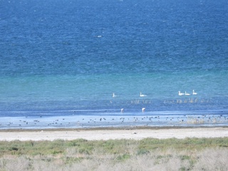 “Жанубий Устюрт” миллий табиат боғида фламинго қушларининг галаси аниқланди