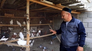 Margʻilonlik tadbirkor 2 ming 500 boshdan ortiq qushlar parvarishini yoʻlga qoʻydi