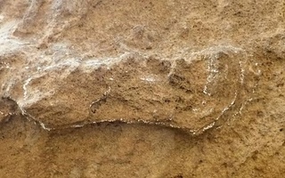 Janubiy Afrikada dunyodagi eng qadimgi odam izlari topildi