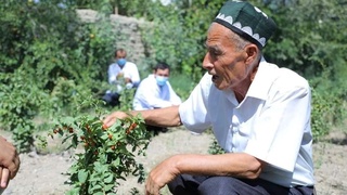 Обырға қарсы өсімдік сұрпы жаратылды