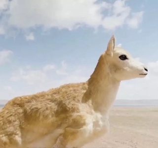 Китайские ученые внедрили робота в стадо тибетских антилоп