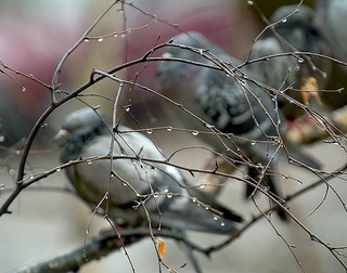 Узгидромет рассказал о погоде на неделю