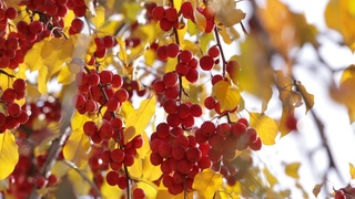 Бугун ёғингарчилик бўлмайди