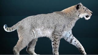 Жанубий Африкада иккита номаълум турдаги йирик ва ўткир тишли мушукларнинг қолдиқлари топилди