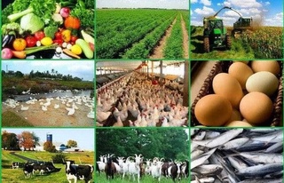 Қишлоқ хўжалигида ўқув-тажриба хўжаликлари ташкил этилади