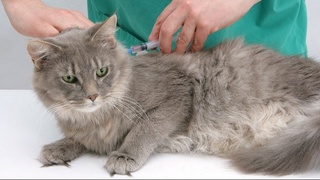 В Узбекистане пройдут испытания вакцины от Covid-19 для животных