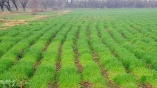 Республикамизда 2025 йил ҳосили учун 1 134 290 гектар майдонга кузги буғдой экилди