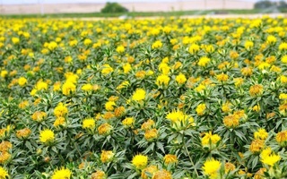 В 2022 году в Узбекистане на 5 тысячах гектарах будут созданы новые плантации лекарственных растений