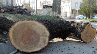 Daraxtlar kesilishiga moratoriyning amal qilishi muddatsiz davrga uzaytiriladi