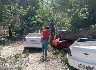 Тошкентда машиналар устига дарахт қулади