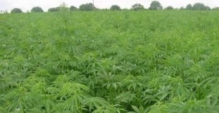 Техник каннабис етиштириш билан шуғулланиш учун тўланадиган бож миқдори тасдиқланди