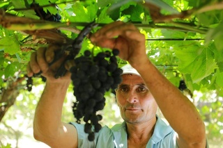 Узумчилик плантациялари — ҳам меҳнат, ҳам даромад