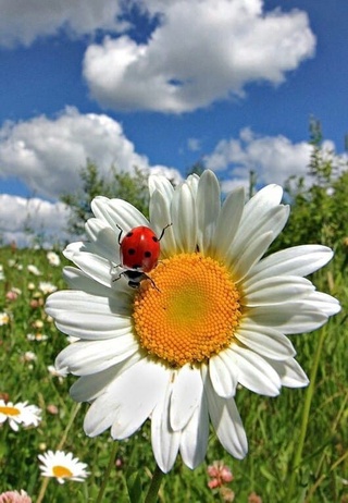 Дам олиш куни юртимизда ҳаво очиқ бўлади