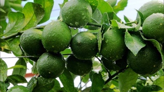 В Узбекистане работают над увеличением производства лимона и его экспорта