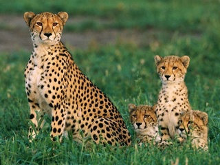 Азиядағы гепардтарды Өзбекстанға қайтару және көбейтудің Ұлттық жоспары әзірленеді