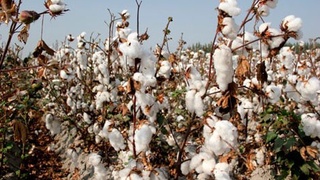 Өзбекстандағы мақта шаруашылығы саласын дамытуға бағытталған реформалар АҚШ БАҚ-ының назарында