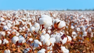 В Узбекистане утвержден порядок электронного учета процессов приемки хлопка и зерна