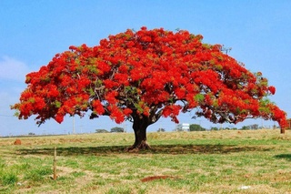 Сариозиядағы мектептерде жауқазын ағашы өсірілуде