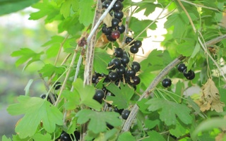 7 sotixli tomorqada 90 xilga yaqin noyob turdagi o'simliklar yetishtirilmoqda