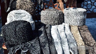 Малые затраты и огромная прибыль: важный шаг на пути развития каракулеводства