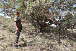 В Кашкадарьинской области повредили 17 хвойных деревьев: ущерб составил более 18 млн сумов