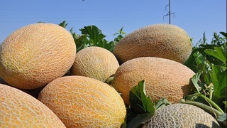 Ўзбекистондан Буюк Британияга 10 тонна қовун экспорт қилинди