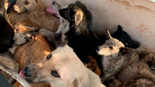 МЧС: официальная информация, касательно инцидента с отловом бездомных собак