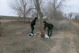 Жиззахда 42 туп ўсишдан тўхтамаган қайрағоч дарахтлари кесиб кетилди