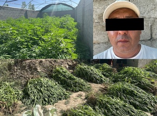 Иссиқхонада марихуана етиштирган шахс ушланди