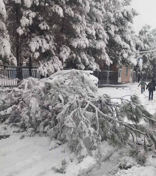 В Ташкенте все коммунальные службы работают над устранением последствий снегопада